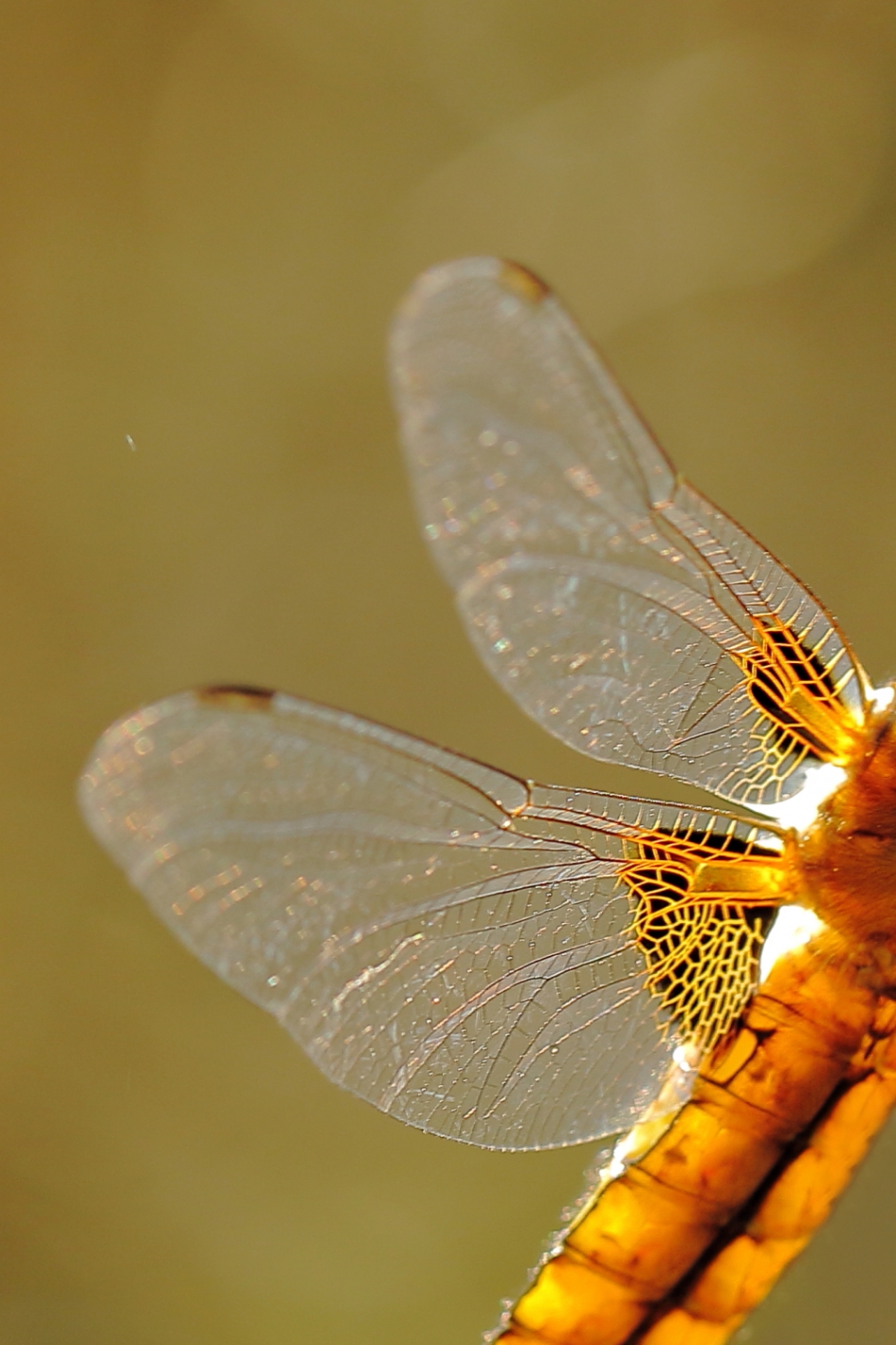 vleugelpracht - Geleedpotigen - platbuik