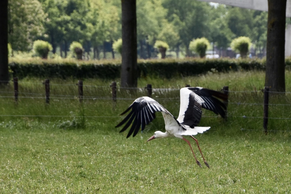 Vliegen maar... - Vogels - 
