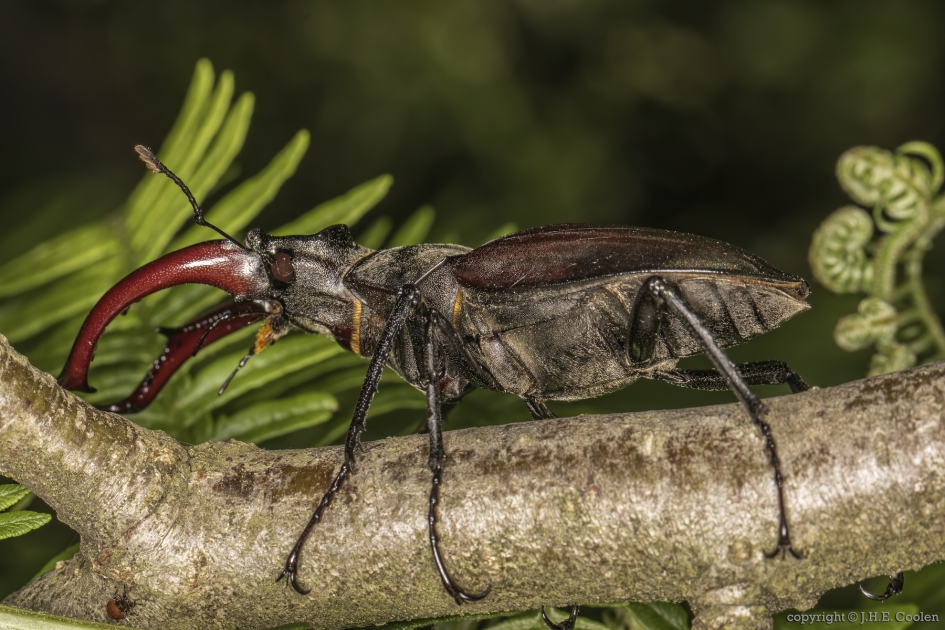 Vliegend hert (Lucanus cervus) - Geleedpotigen - Vliegend hert