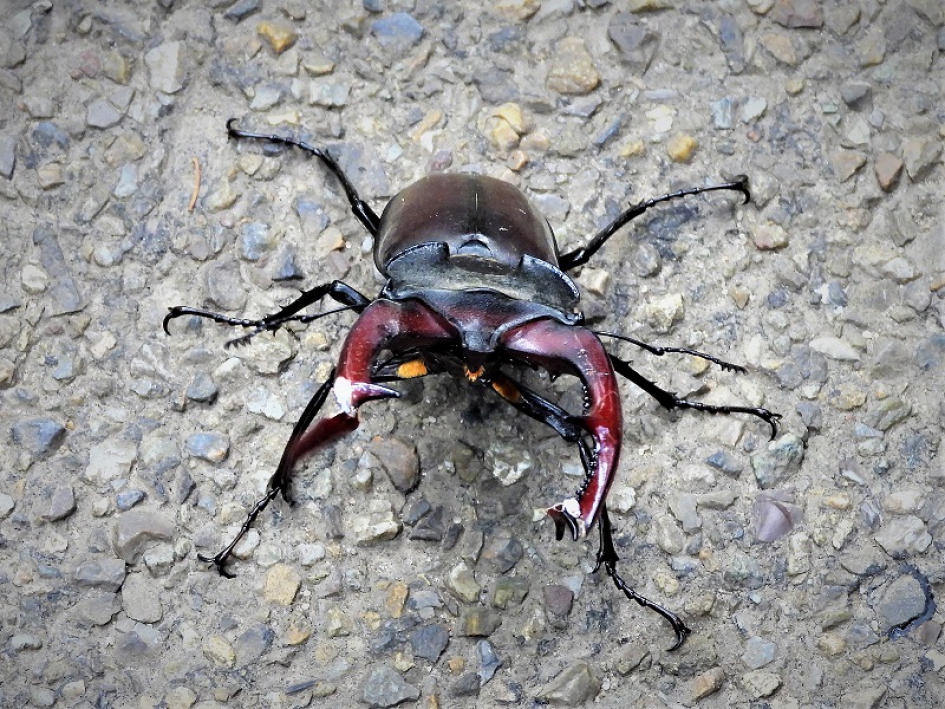 Vliegend hert of hertkever - Geleedpotigen - Vliegen hert