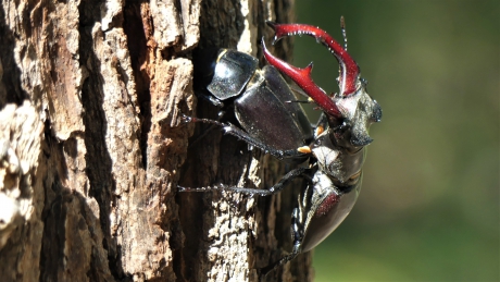 Vliegend Hert paring