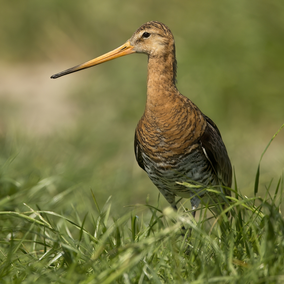 Vorstelijk III - Vogels - Grutto