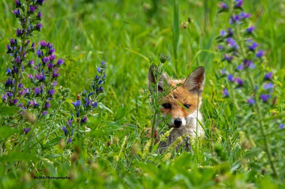 Vos welpje. - Zoogdieren - Vos.