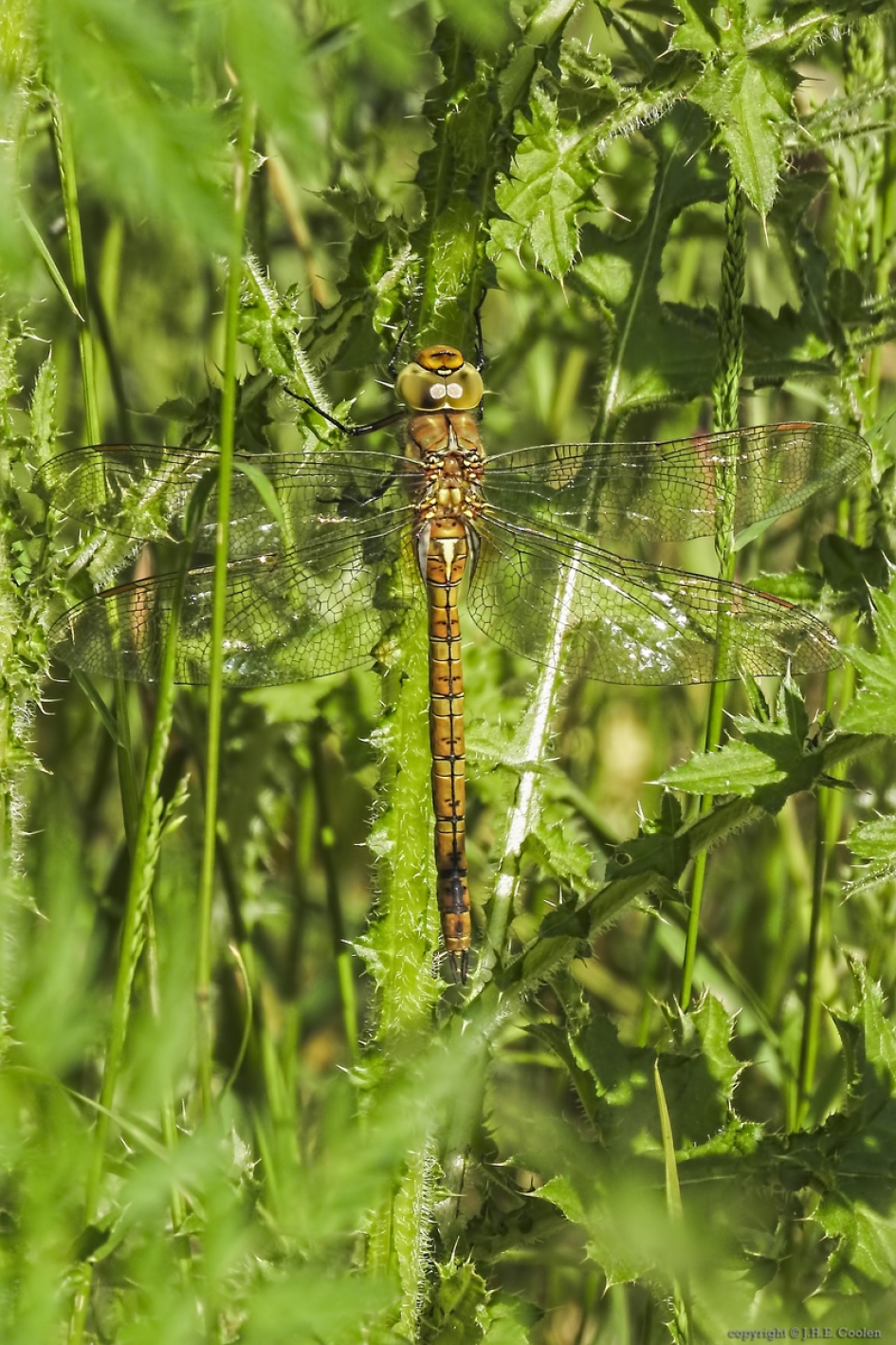 Vroege glazenmaker (Aeshna isoceles) - Geleedpotigen - Vroege glazenmaker