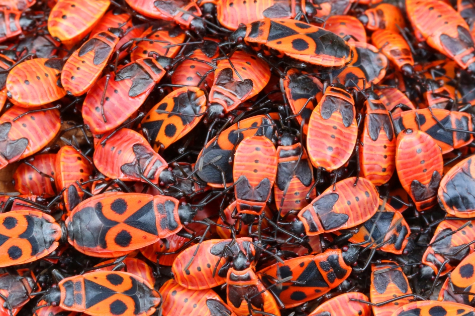 Vuurwantsen - Geleedpotigen - 