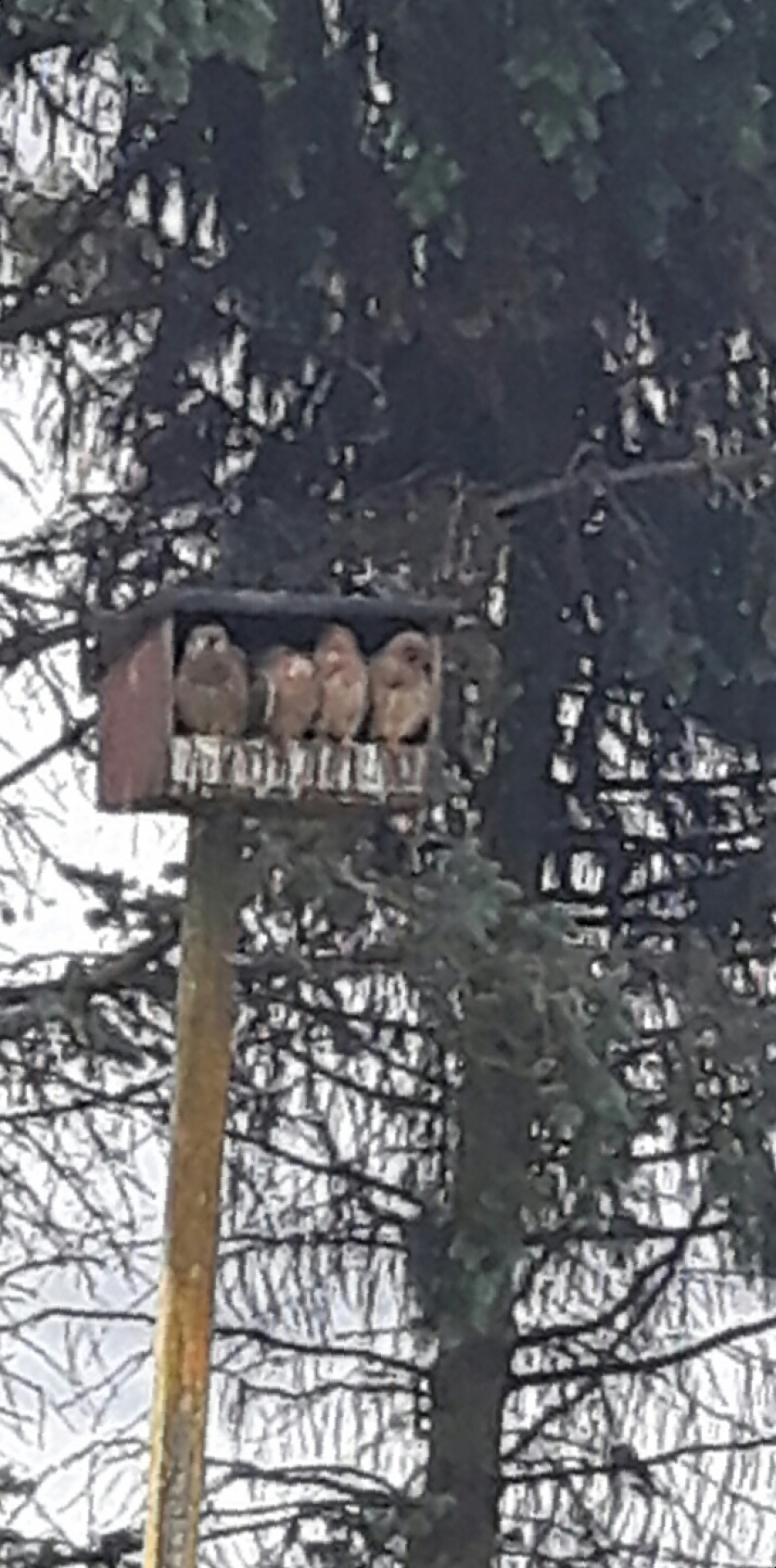 Waar blijft het eten. - Vogels - Torenvalken
