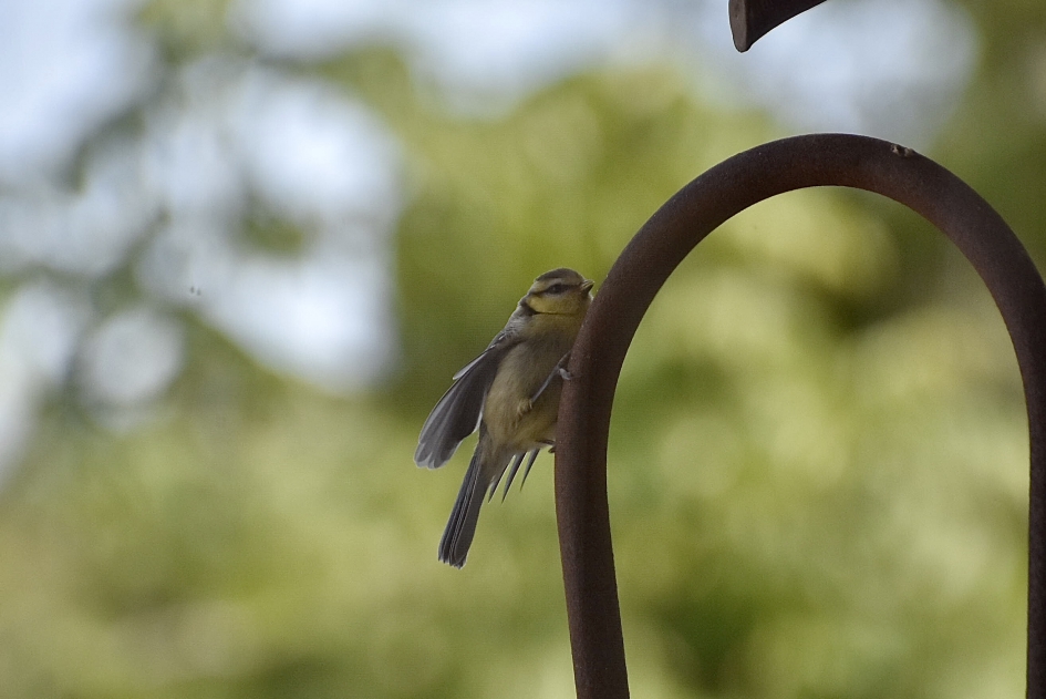 Wachten... - Vogels - 