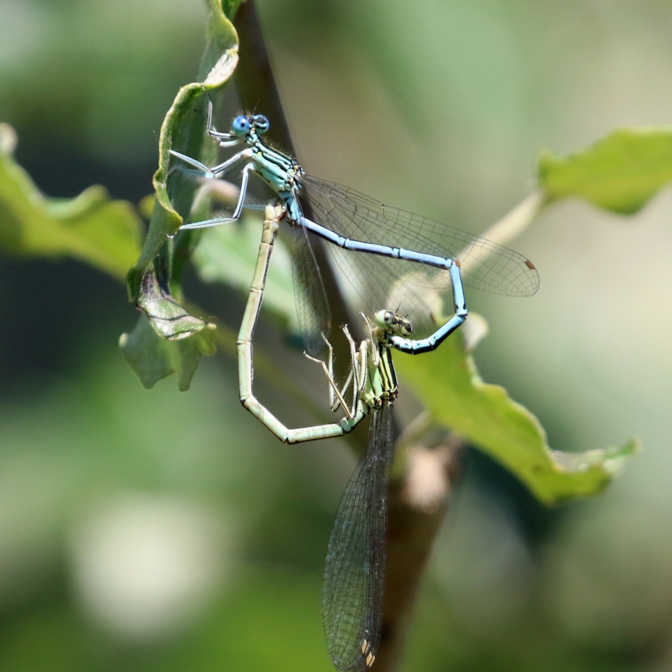 Ware liefde - Geleedpotigen - 