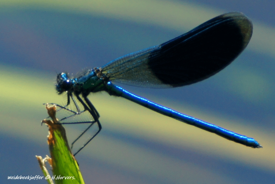 weidebeekjuffer. - Geleedpotigen - weidebeekjuffer.