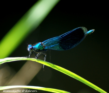 Weidebeekjuffer.
