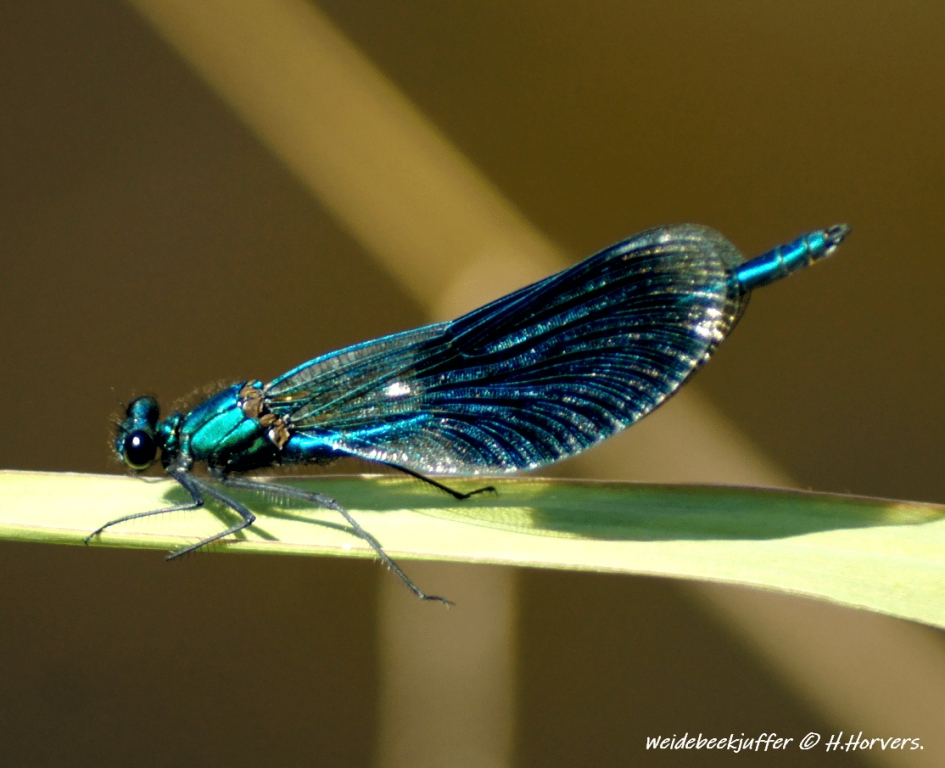Weidebeekjuffer. - Geleedpotigen - Weidebeekjuffer.