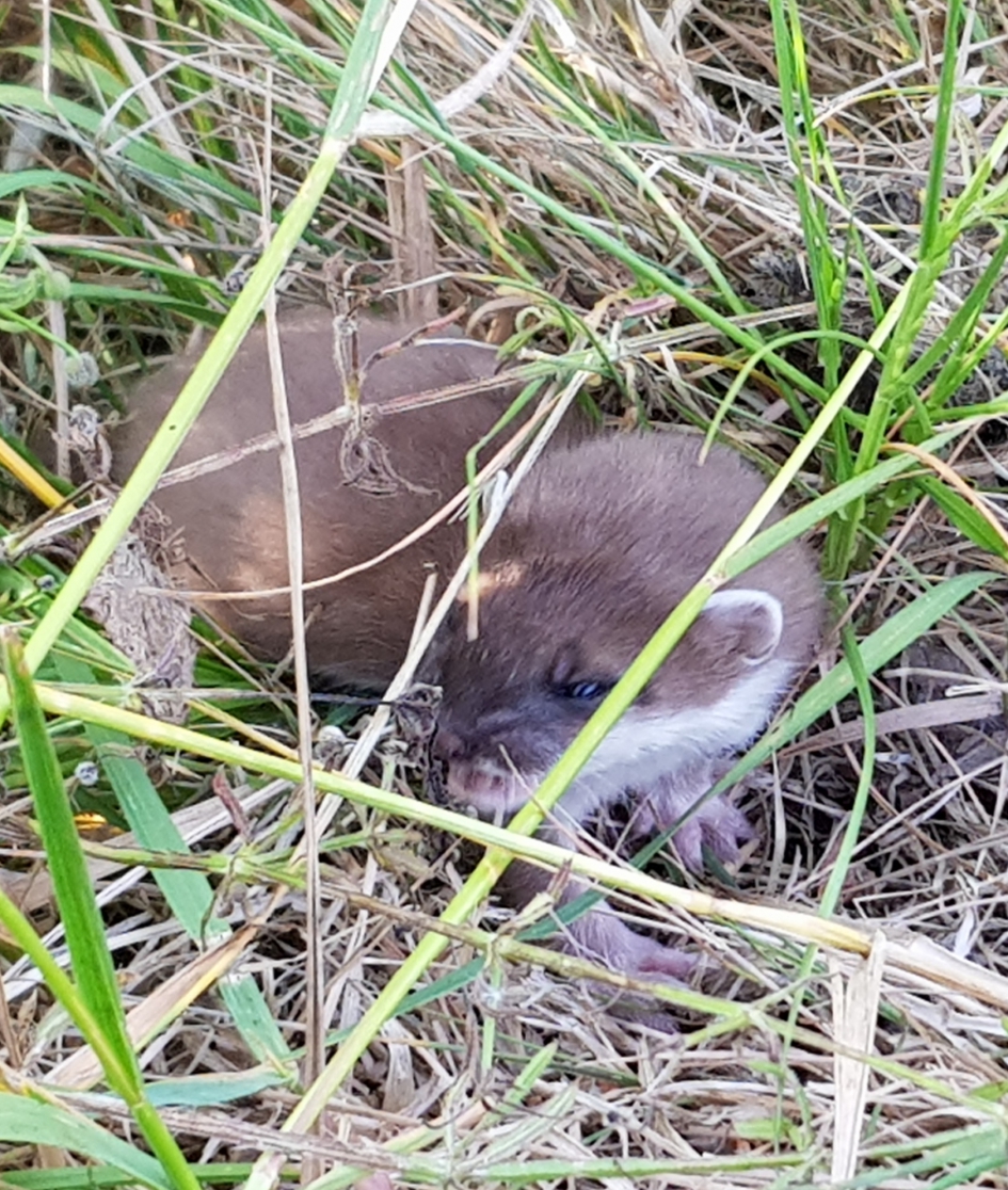 Wezel langs de weg - Zoogdieren - Wezel