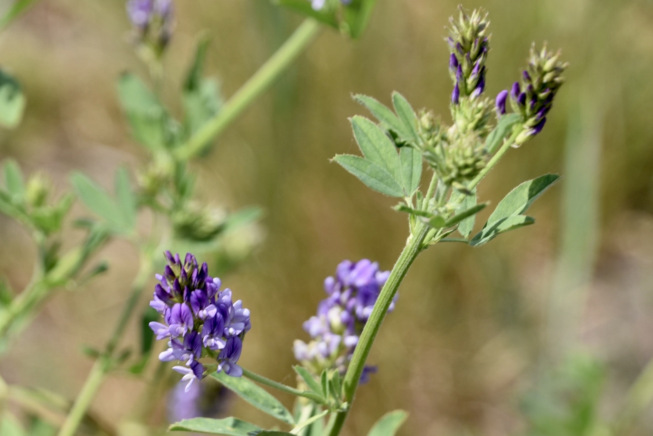Lucerne klaver - Planten - 