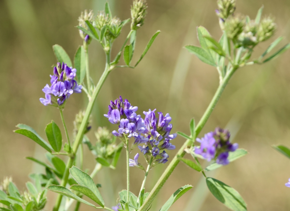 Lucerne klaver - Planten - 