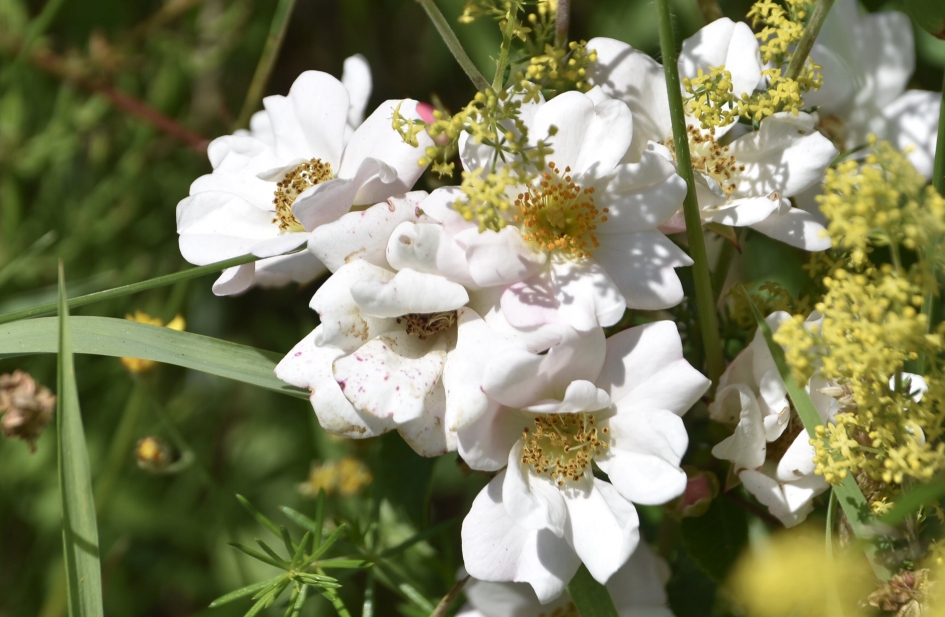 Wild roosje - Planten - 