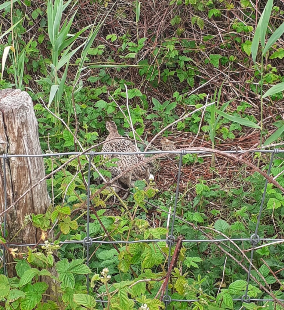 Wilde fazant met jongen - Vogels - Fazant