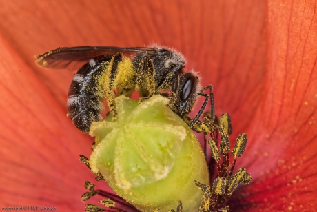 Zesvlekkige groefbij (Lasioglossum sexnotatum)