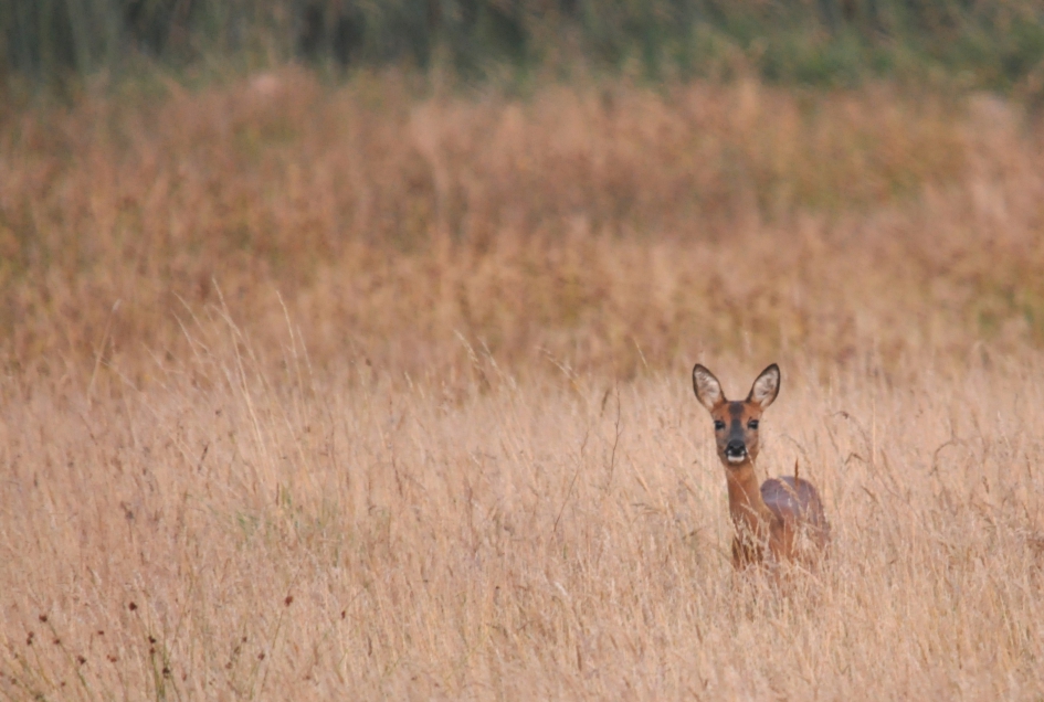 Zie je mij - Zoogdieren - ree