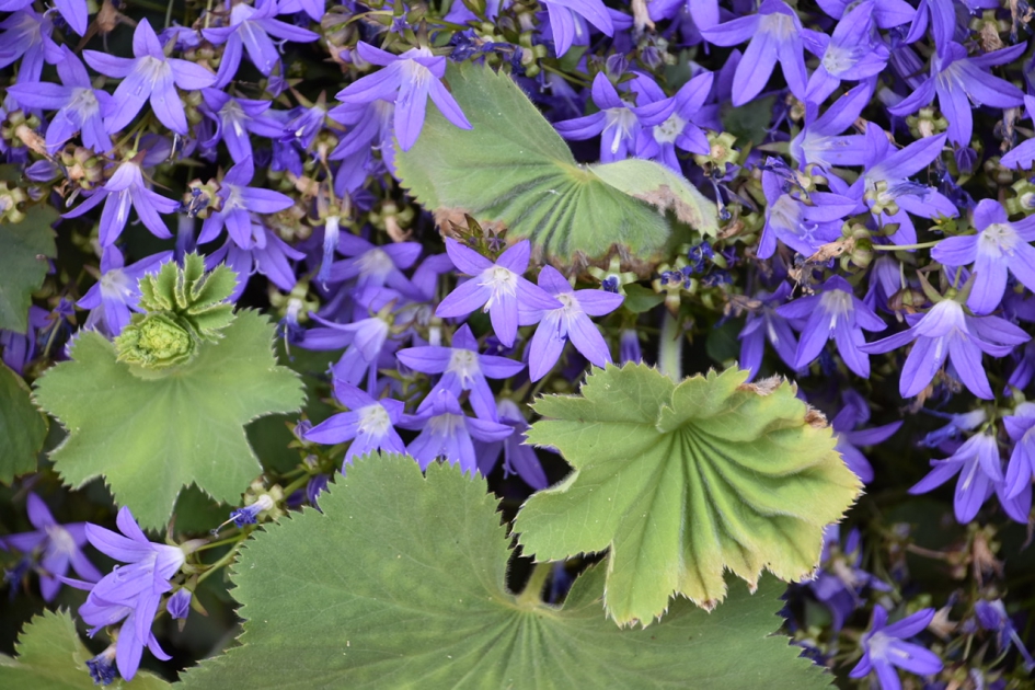 Zigzag bladeren - Planten - 