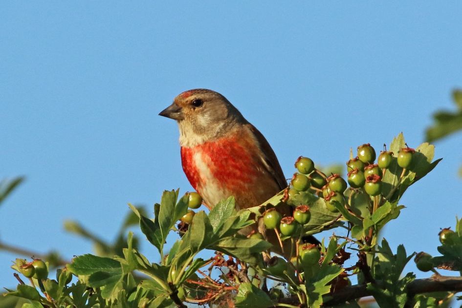 Zo.. die is rood! - Vogels - Kneu