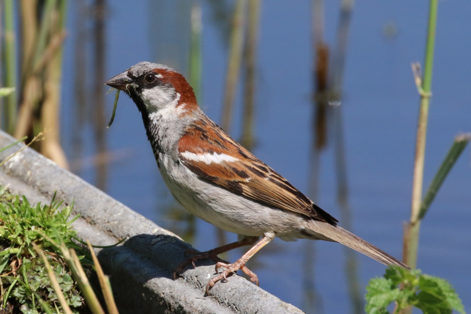 Zo gewoon, zo mooi! - Vogels - 