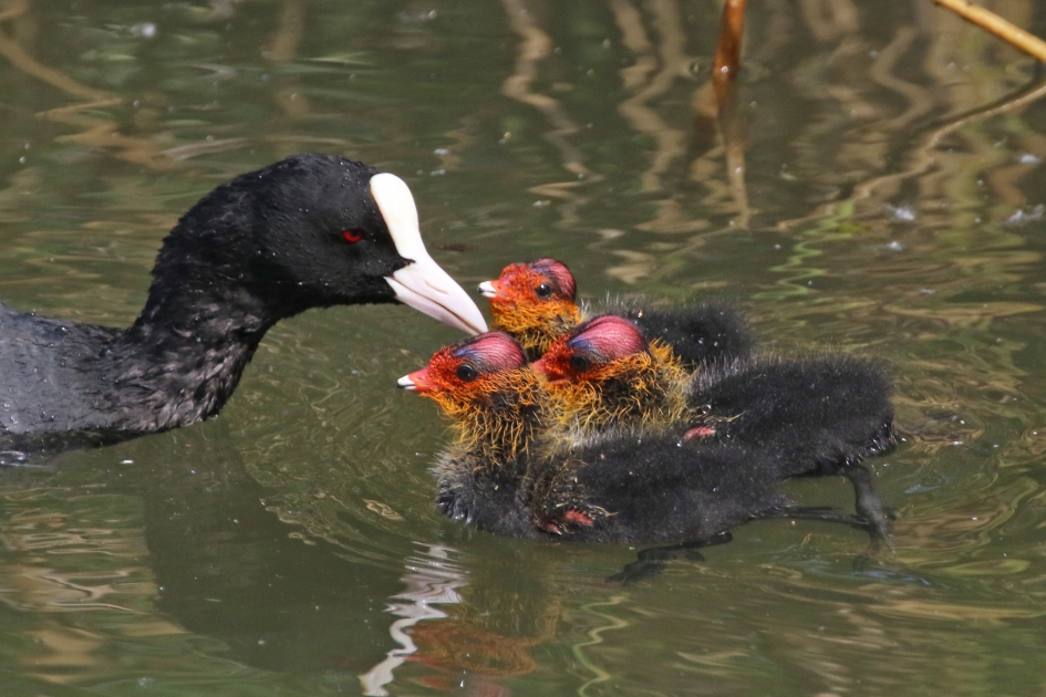 Zorgzame moeder - Vogels - 