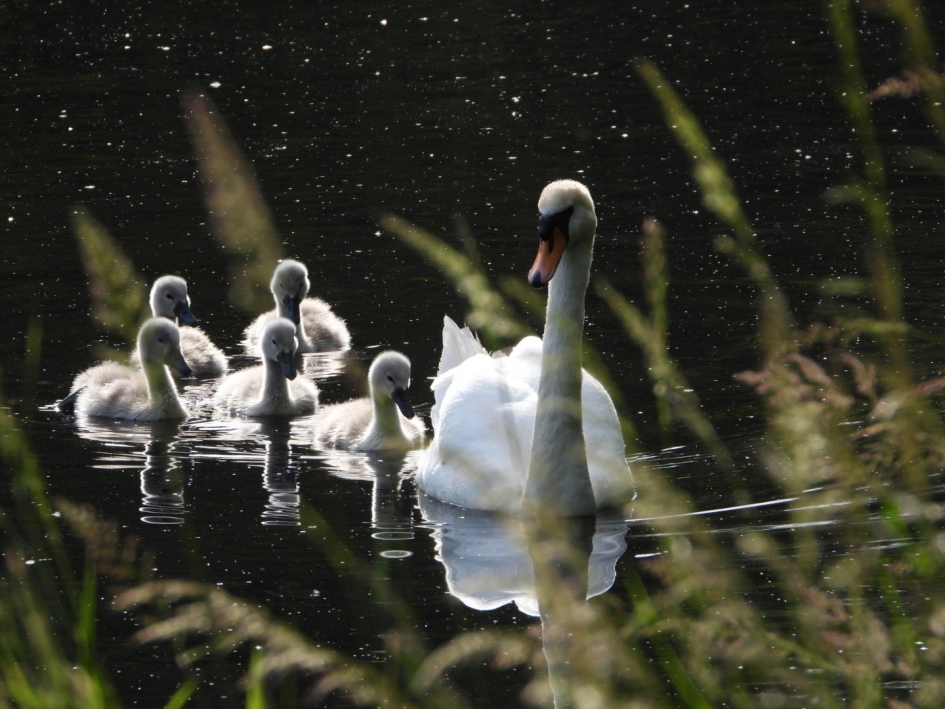 Zwanen in het avondlicht - Vogels - Zwaan