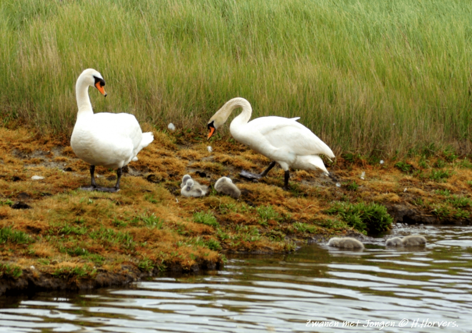 Zwanen met Jongen - Vogels - Zwanen met Jongen