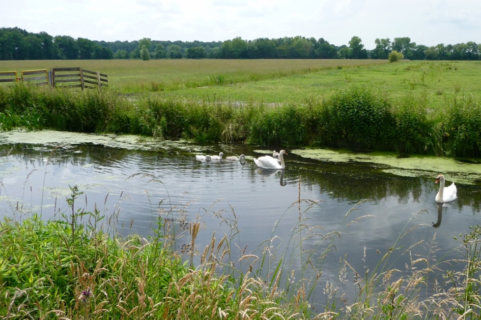Zwanenfamilie - Vogels - 