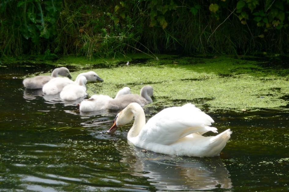 Zwanenfamilie - Vogels - 