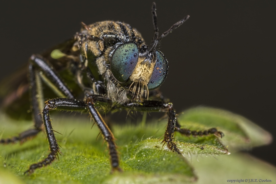 Zwarte bladjager (Dioctria atricapilla) - Geleedpotigen - Zwarte bladjager