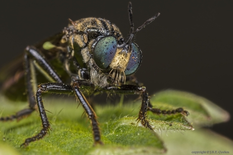 Zwarte bladjager (Dioctria atricapilla)