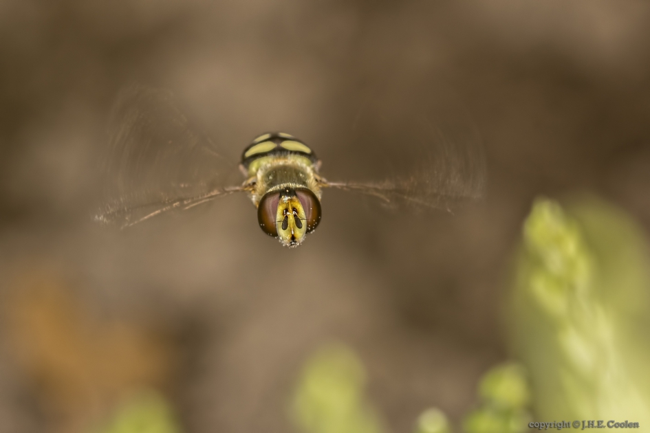 Zweefvlieg (Syrphidae) - Geleedpotigen - Zweefvlieg