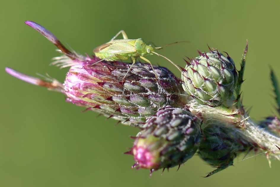 25 letters voor zo'n klein beestje - Geleedpotigen - aardappelprachtblindwants