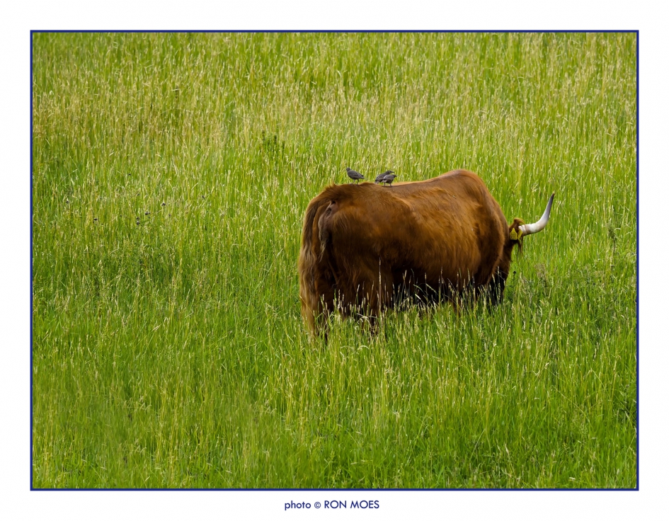 3 spreeuwen - Zoogdieren - 3 spreeuwen