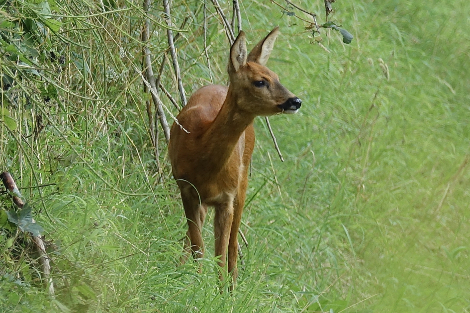 Alerte Natte Neus - Zoogdieren - Ree