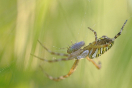 als voorafje.......een groene rietcicade