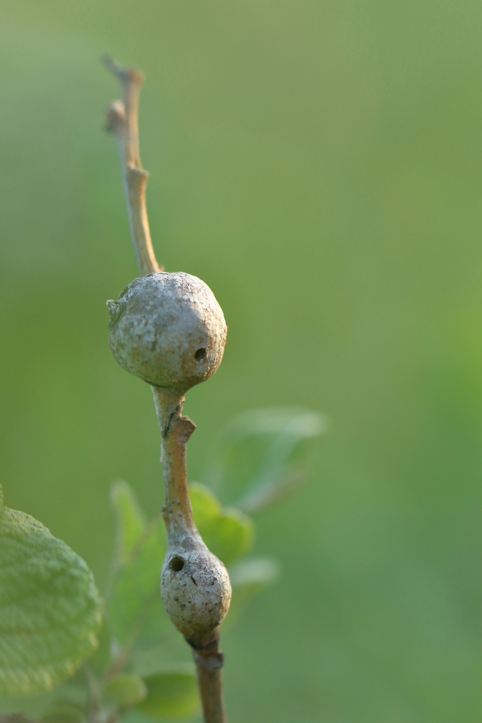 "'appartementencomplex" - Geleedpotigen - wilgentakgalmug