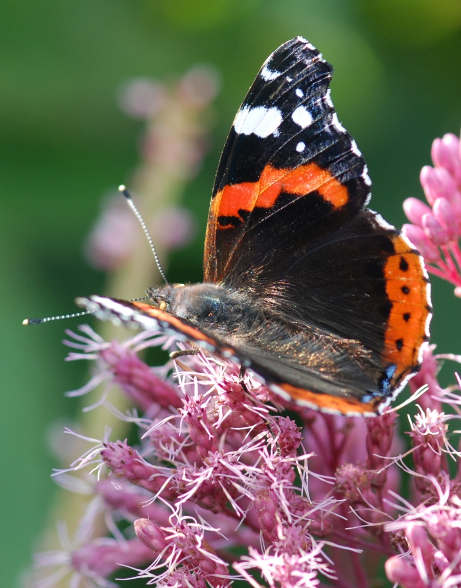 Atalanta - Geleedpotigen - Atalanta