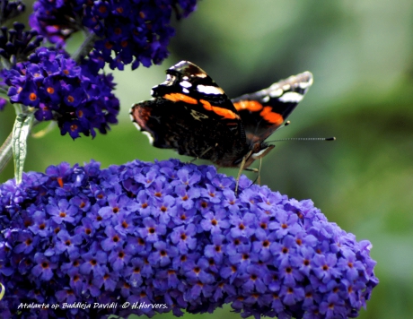 Atalanta op Buddleja Davidii