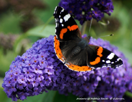 Atalanta op Buddleja Davidii