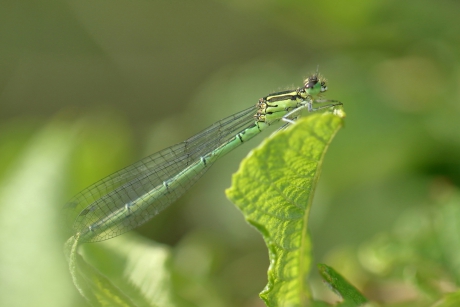 azuurwaterjuffer -v-