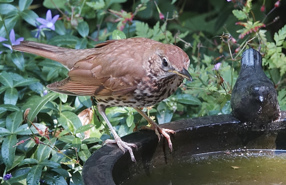 Badlijster - Vogels - Zanglijster