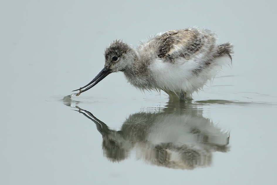Beet ! - Vogels - Kluut
