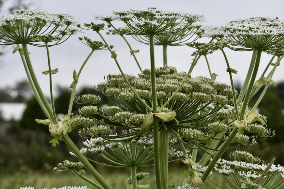 Berenklauw - Planten - 
