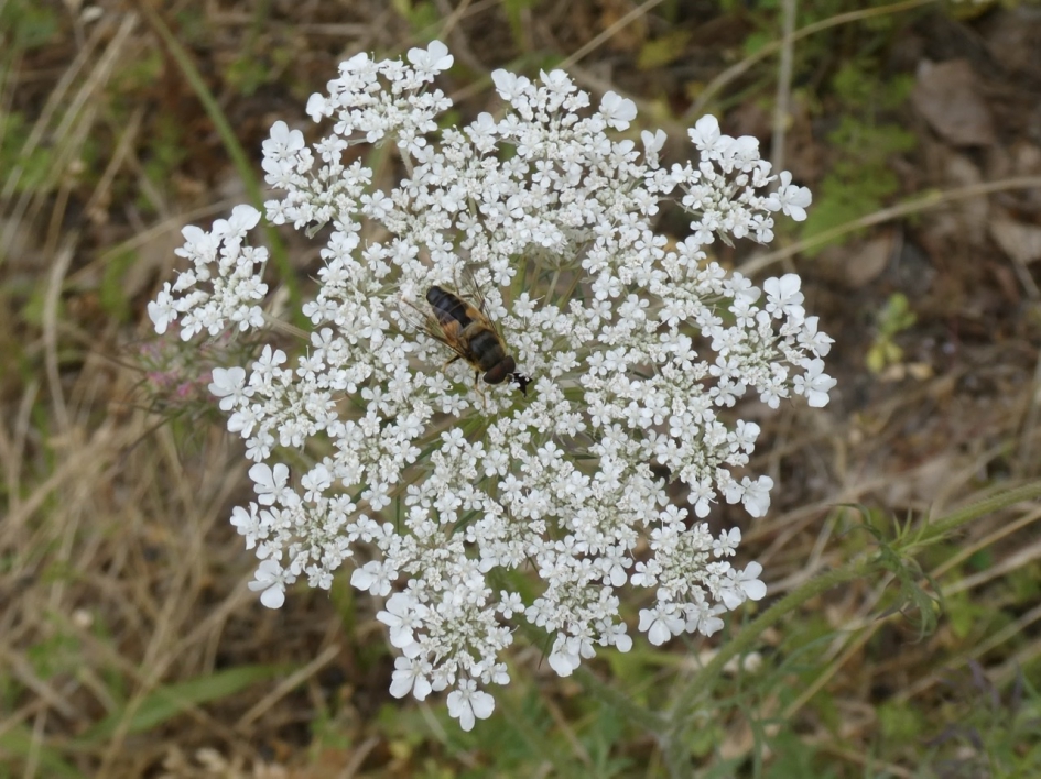 Bezoek op de peen - Geleedpotigen - 