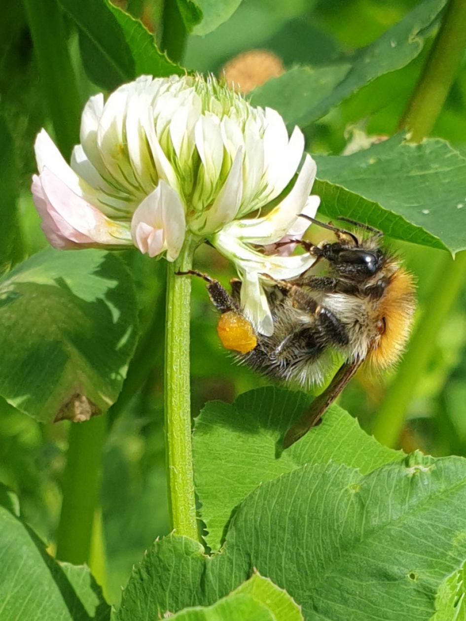Akkerhommel - Geleedpotigen - 