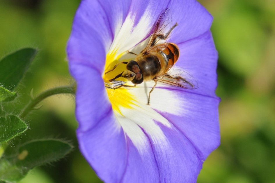 Bij op dagschone - Planten - Dagschone