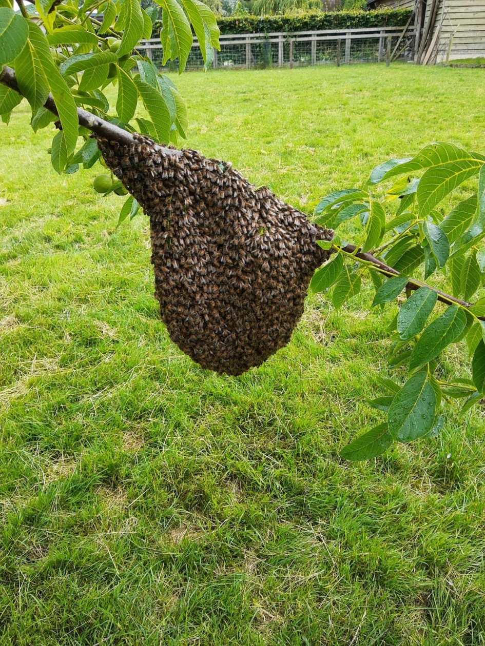 Bijenzwerm - Geleedpotigen - Honingbij
