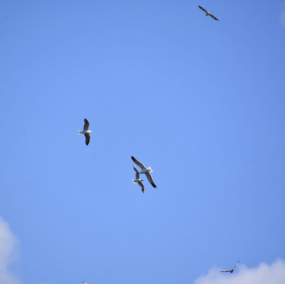 Bijna botsing - Vogels - 